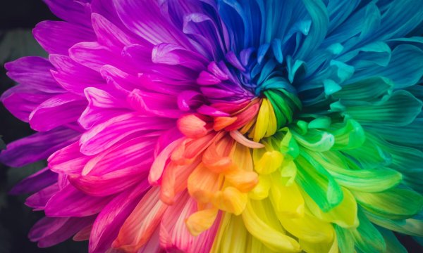 хризантема рейнбоу