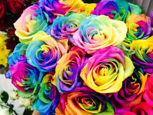 цветная роза