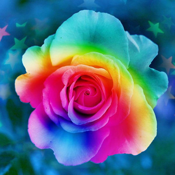 роза рейнбоу
