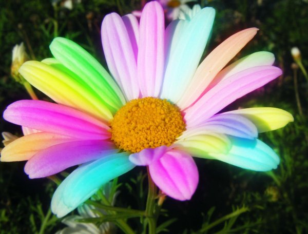 рейнбоу цветок