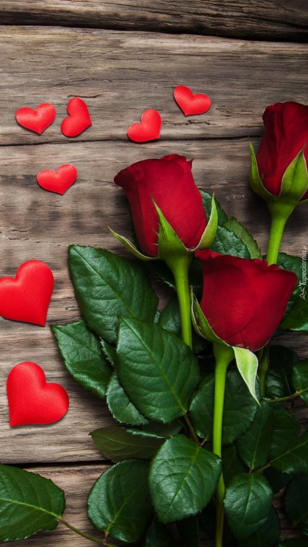 красные цветки