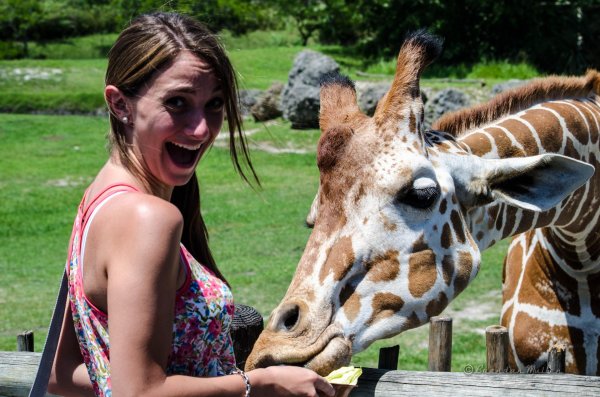 Девушка с животными