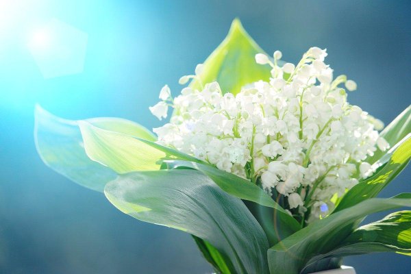 ландыш майский вайт