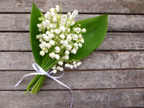 ландыш обыкновенный