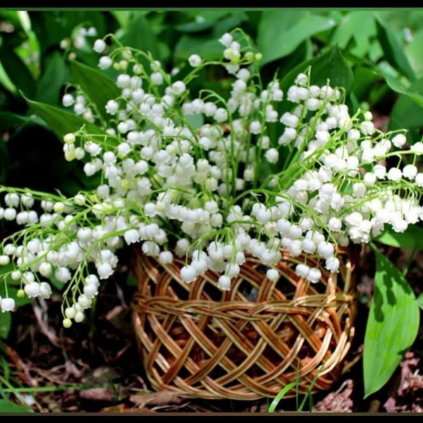 день ландыша в россии