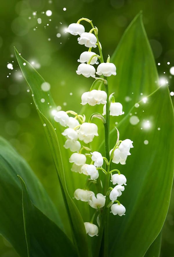 фон ландыши