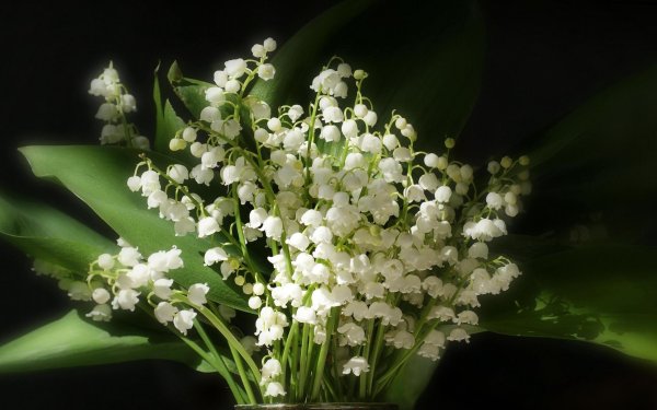 ландыш майский rosea