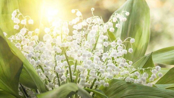 ландыш майский цветение