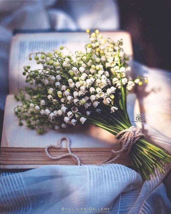 гипсофила букет эстетика