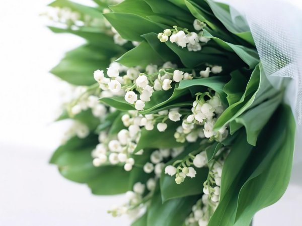 весенние цветы ландыши