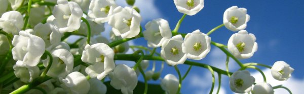 весна ландыши