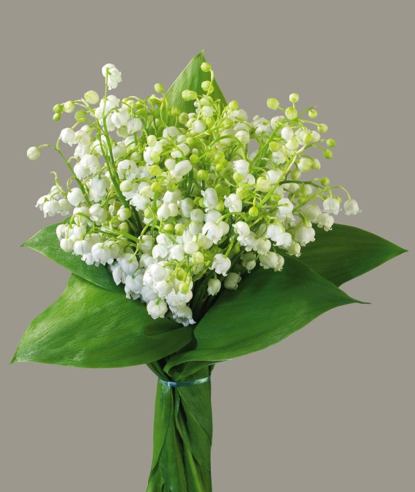 ландыши майские