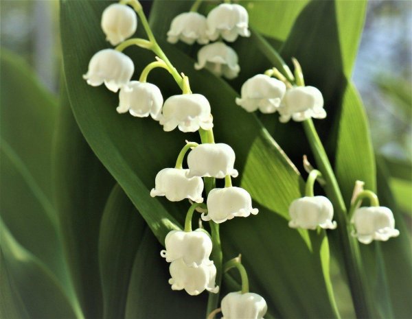 ландыш майский вайт