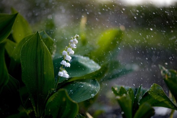 растение ландыш