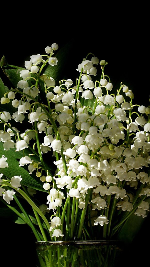 ландыш майский rosea