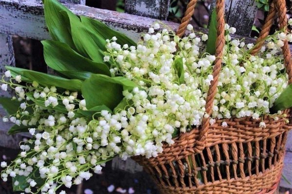 майское утро запах ландышей