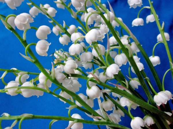 весенний ландыш