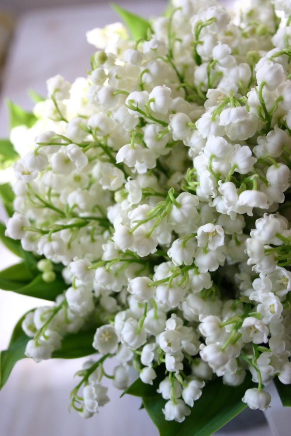 ландыши белые