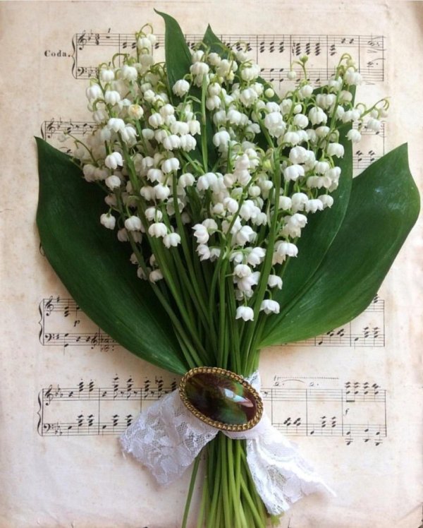 катарина кляйн ландыши