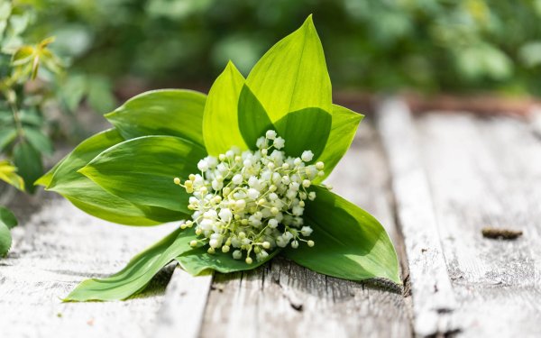 весенний ландыш