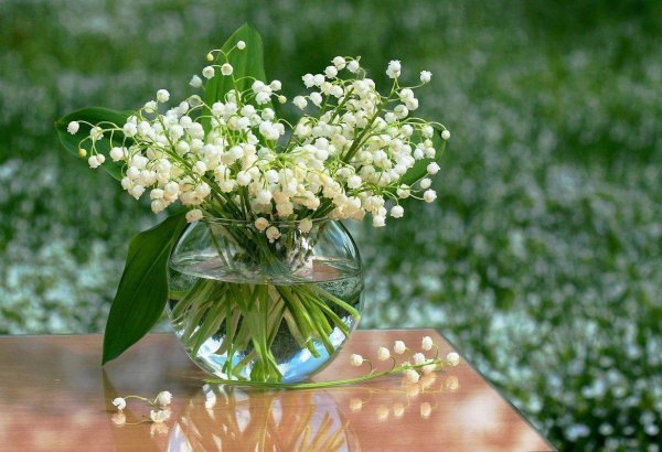 ландыш майский весной