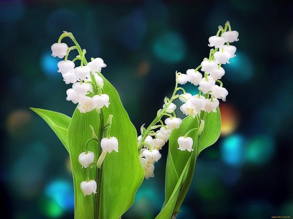 ландыш майский rosea