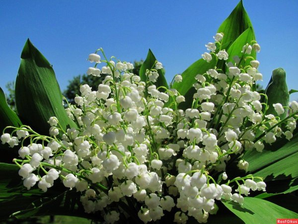 ландыш майский голубой