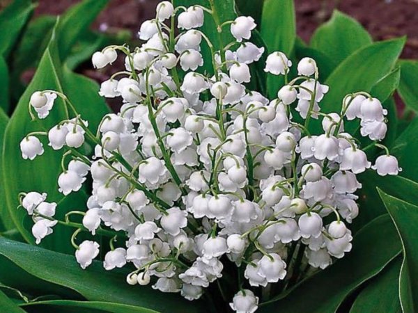 королевский ландыш купена