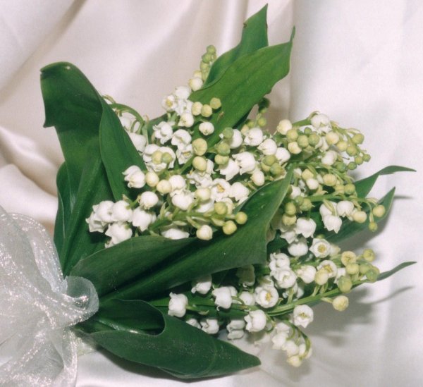 майский ландыш