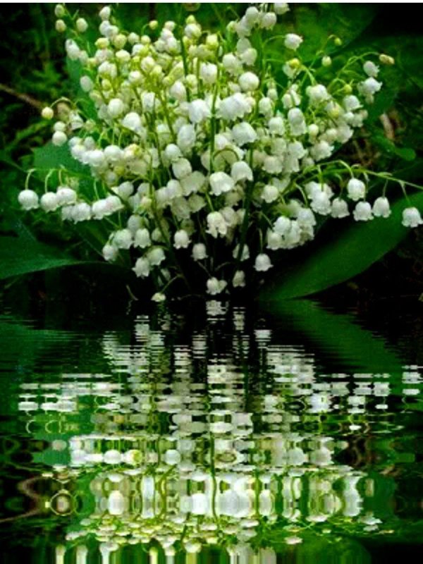 красивые ландыши