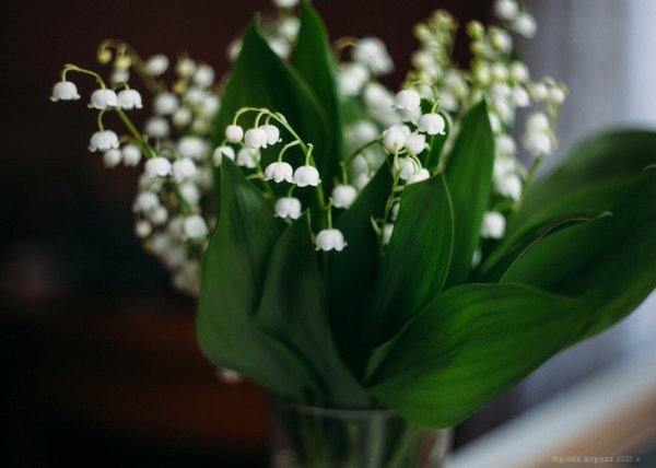 японский ландыш