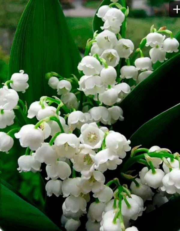 ландыш майский вайт