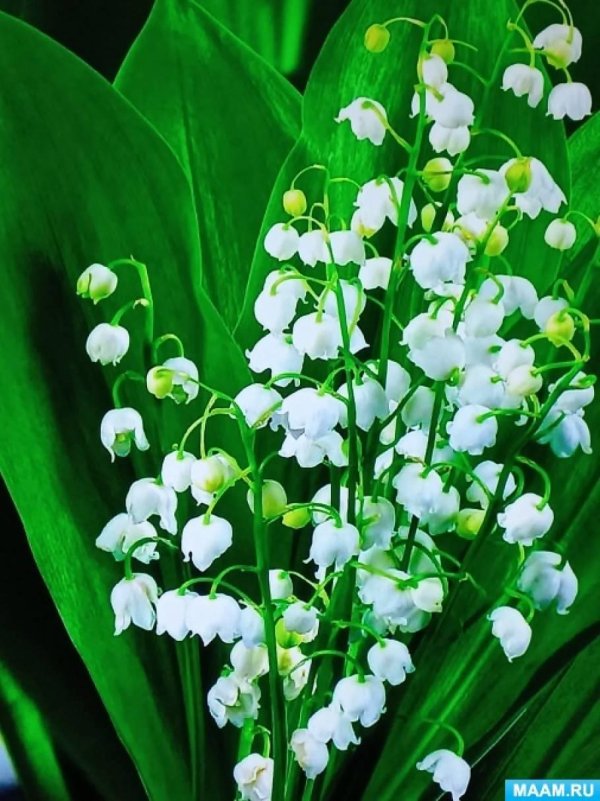 капский ландыш