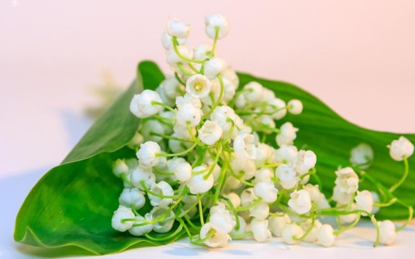 майский ландыш