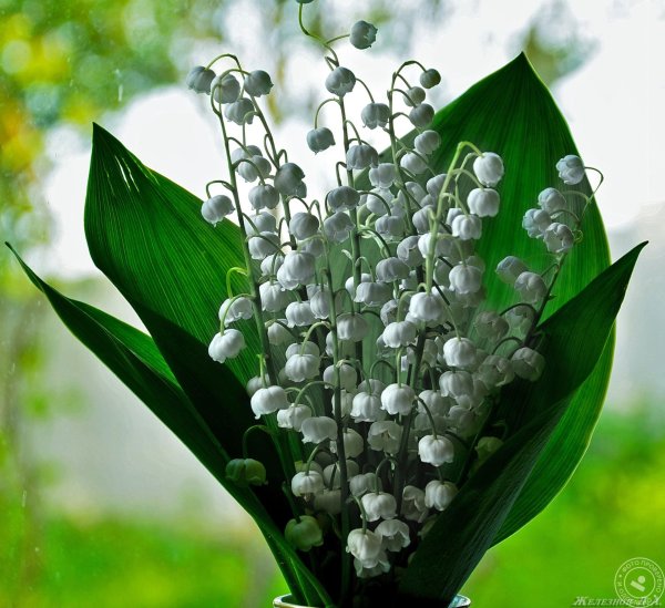 ландыш hardwick hall