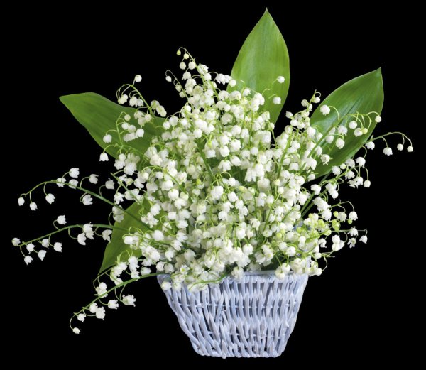 цветок ландыш