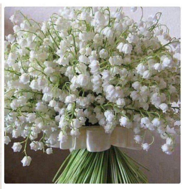 красивые ландыши