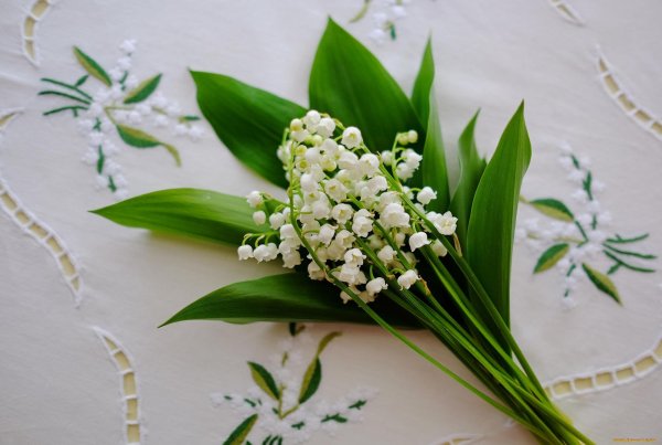 ландыш майский букетик