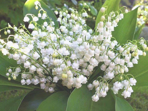 ландыш майский rosea