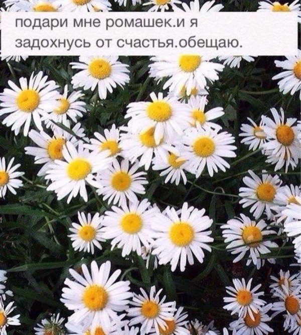 Девушка с ромашками