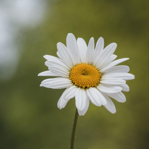 Девушка с ромашками