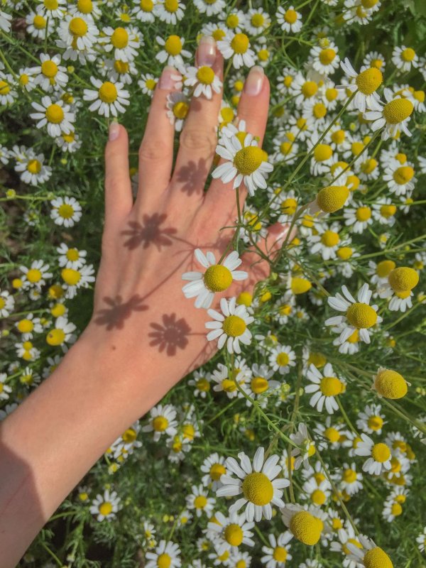 Девушка с ромашками