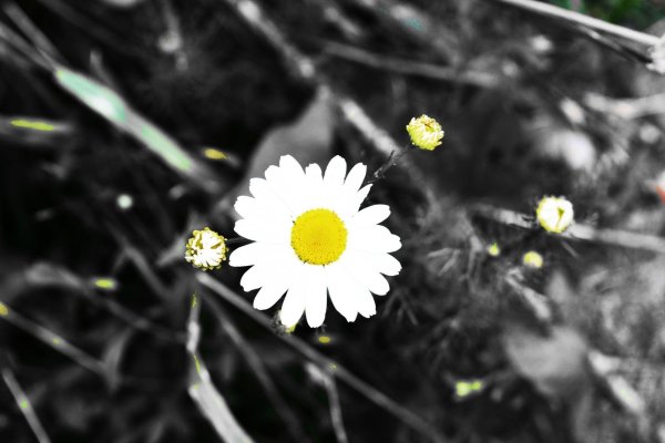 Девушка с ромашками