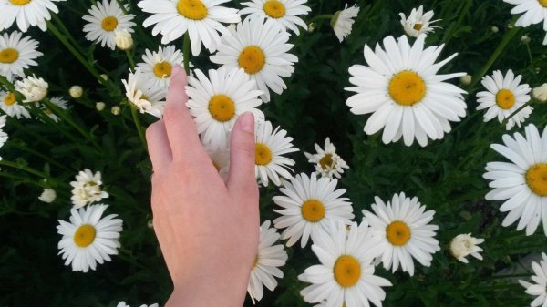 Девушка с ромашками