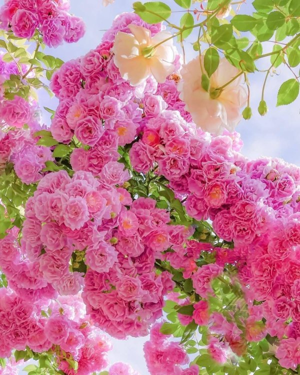 Счастливые с цветами