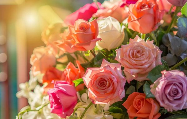 розы светлые