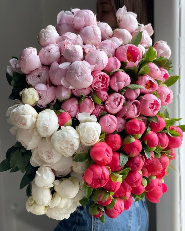 красивые пионы