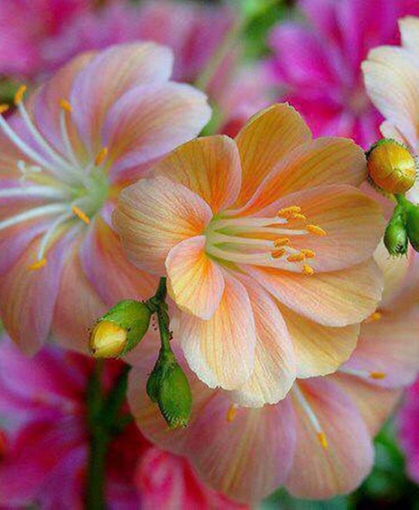 левизия котиледон