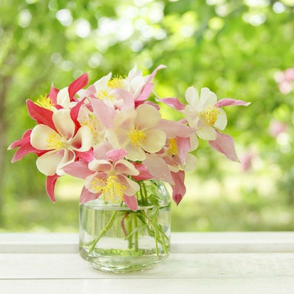 аквилегия гибридная