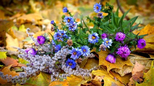 осень цветы